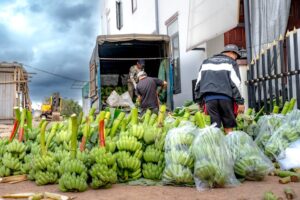 Workers organize and load green bananas onto a truck in an outdoor market setting.