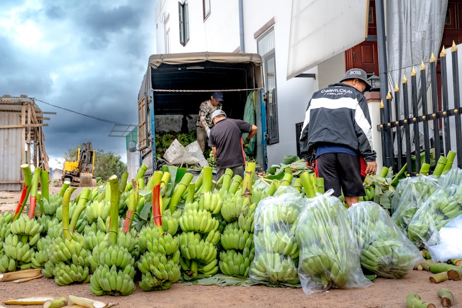Workers organize and load green bananas onto a truck in an outdoor market setting.